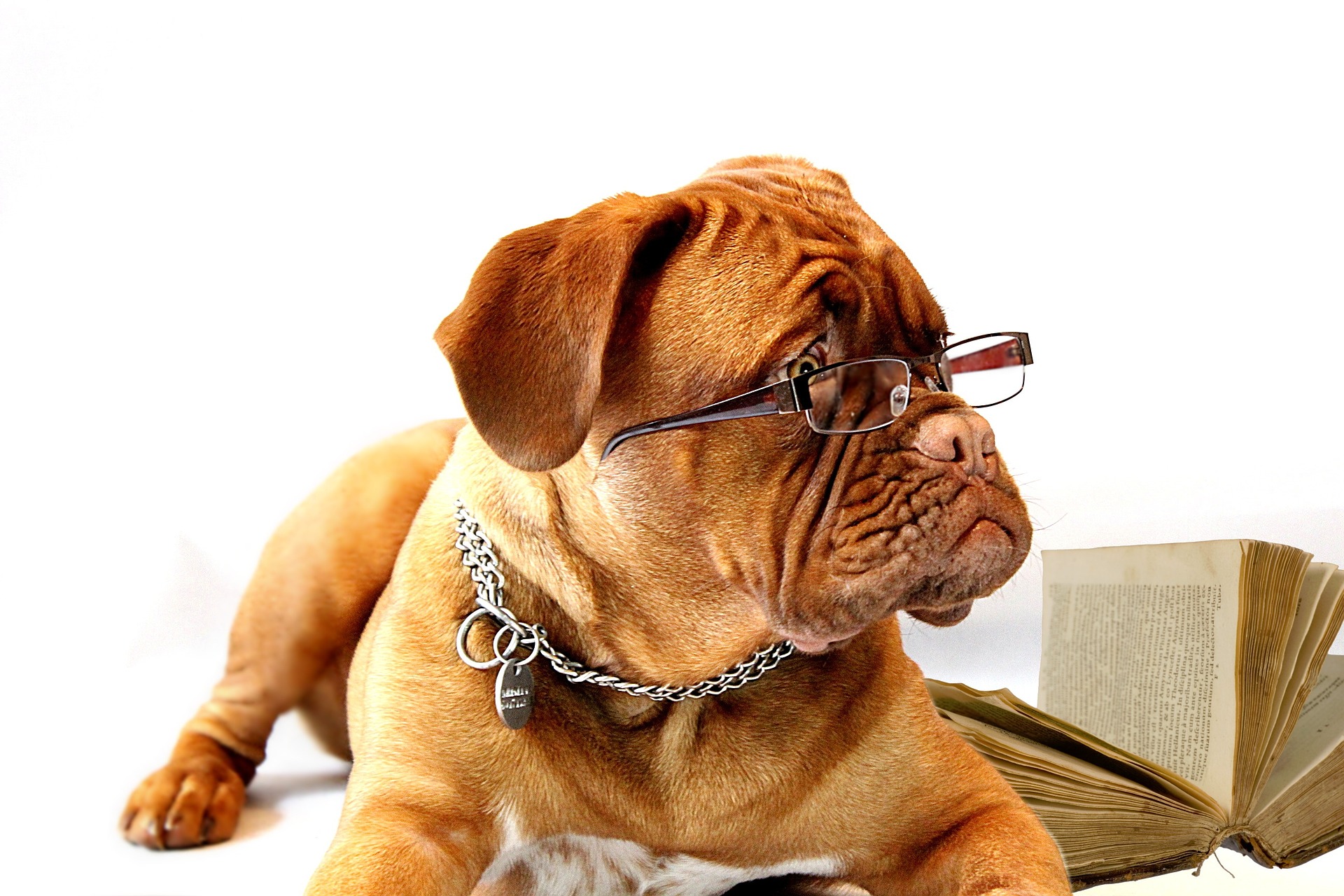 https://pixabay.com/de/hund-dogue-de-bordeaux-mastiff-734689/