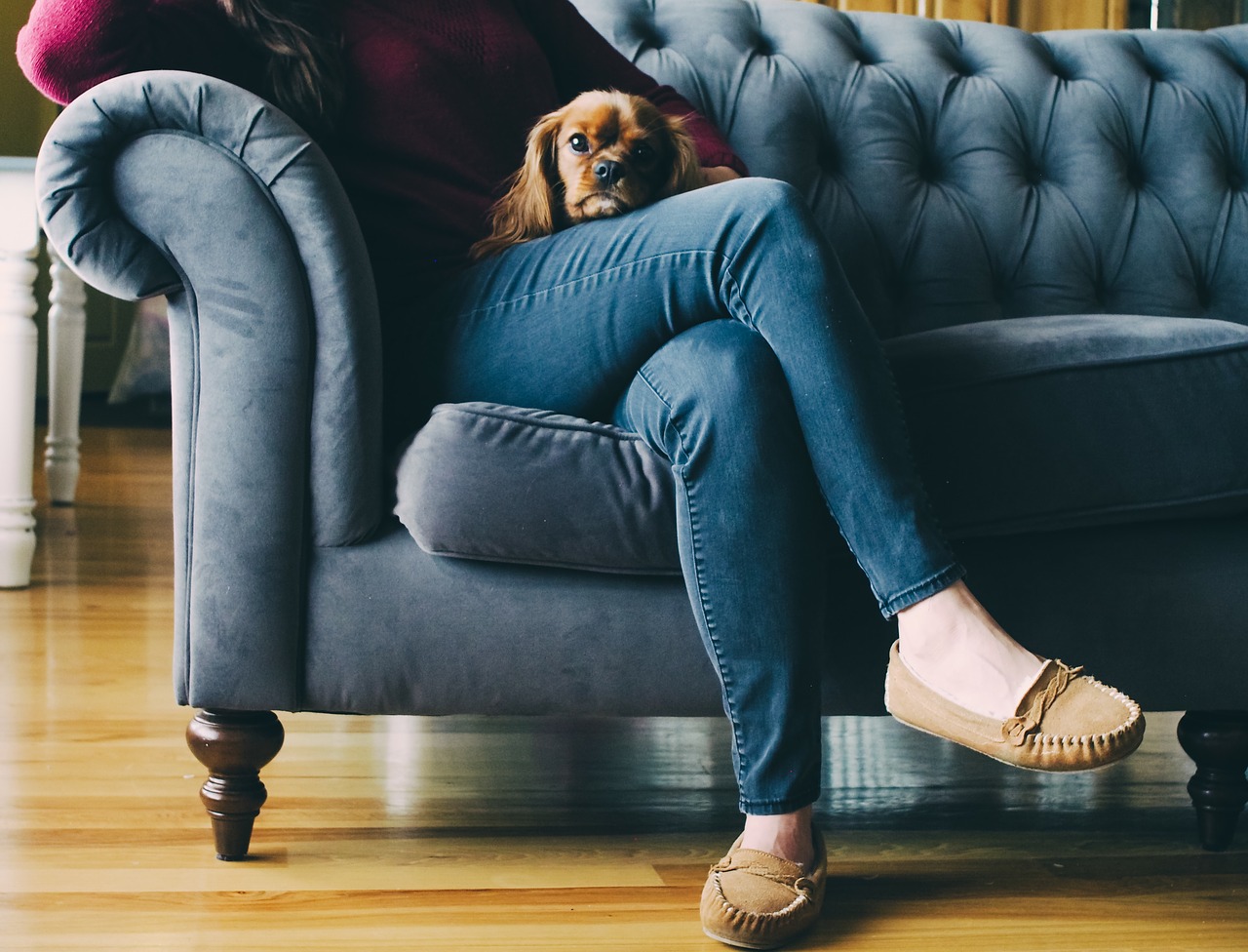 Hund auf dem Sofa