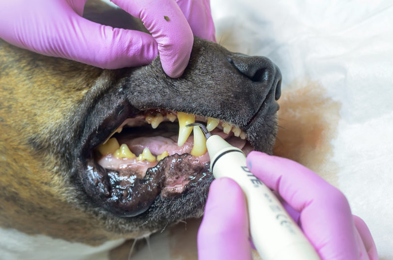 Hund Zahnstein Selbst Entfernen