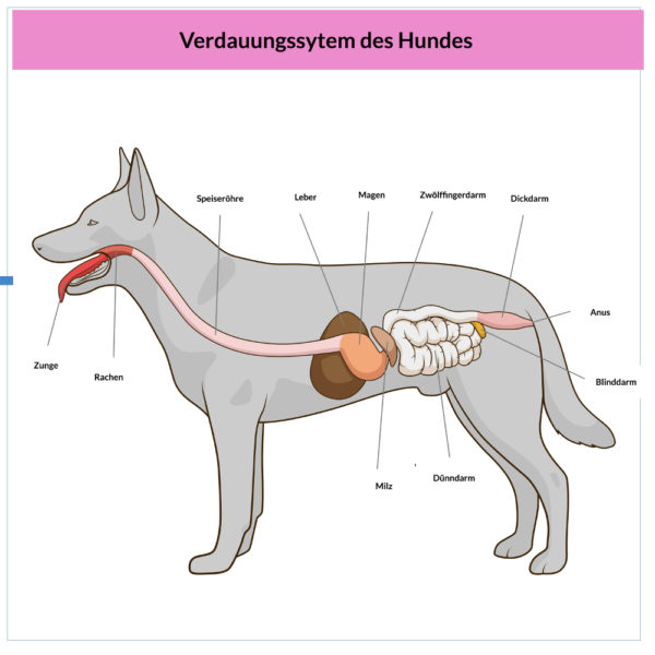 Darmverschluss beim Hund Symptome & Anzeichen erkennen,Kosten der OP🏅