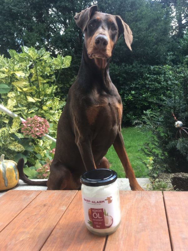Kokosöl für Hunde - Nativ - Kaltgepresst - Reines Naturprodukt - Optimale Nährstoffversorgung - Reich an Omega Fettsäuren 🐕 – Bild 14