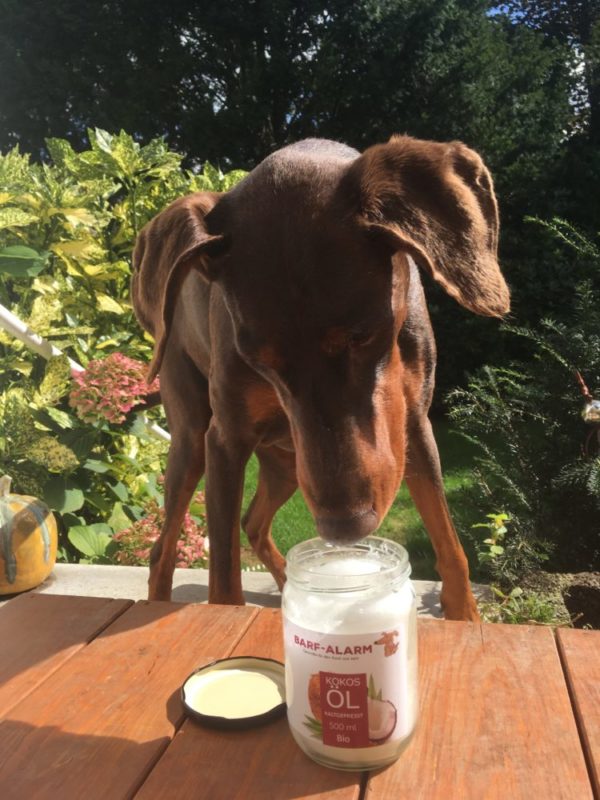 Kokosöl für Hunde - Nativ - Kaltgepresst - Reines Naturprodukt - Optimale Nährstoffversorgung - Reich an Omega Fettsäuren 🐕 – Bild 11