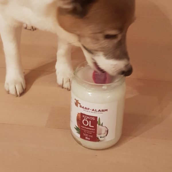 Kokosöl für Hunde - Nativ - Kaltgepresst - Reines Naturprodukt - Optimale Nährstoffversorgung - Reich an Omega Fettsäuren 🐕 – Bild 7