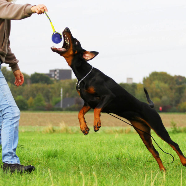🐕 Hundeball mit Schnur - Durchmesser 7 cm - Farbe Lila - extra leicht -zahnfreundlich - schwimmfähig - Schaumstoff - Bissfest - Robust 🐾 – Bild 4