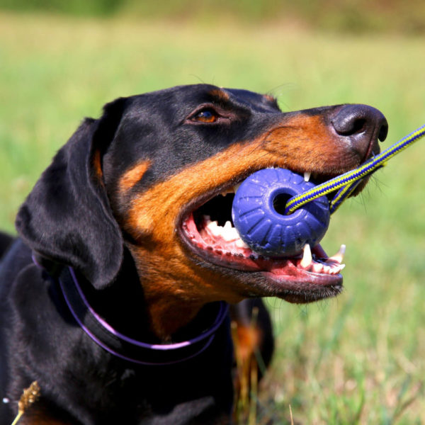 🐕 Hundeball mit Schnur - Durchmesser 7 cm - Farbe Lila - extra leicht -zahnfreundlich - schwimmfähig - Schaumstoff - Bissfest - Robust 🐾 – Bild 3