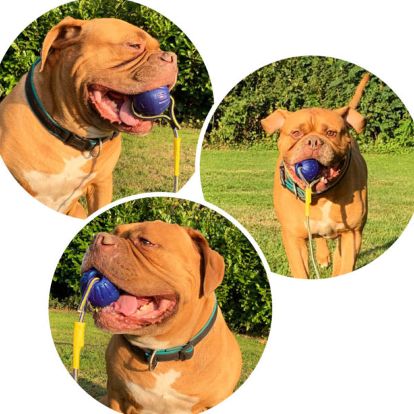 🐕 Hundeball mit Schnur - Durchmesser 7 cm - Farbe Lila - extra leicht -zahnfreundlich - schwimmfähig - Schaumstoff - Bissfest - Robust 🐾 – Bild 2