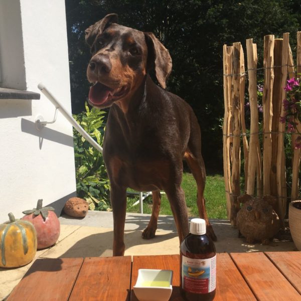 Dorschlebertran für Hunde - Reines Naturprodukt - Wertvolle Vitamine - Für Welpen und Junghunde 🐕 – Bild 11
