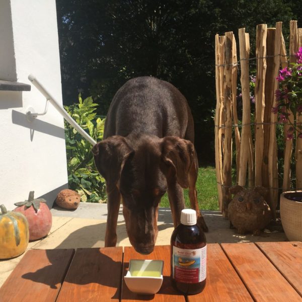 Dorschlebertran für Hunde - Reines Naturprodukt - Wertvolle Vitamine - Für Welpen und Junghunde 🐕 – Bild 12