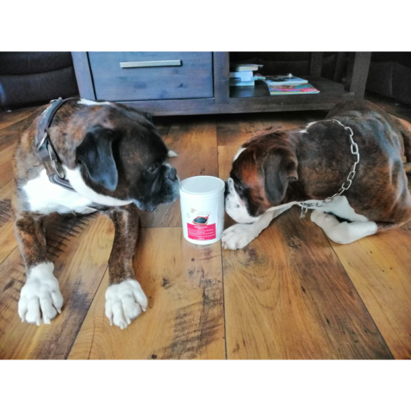 💜 Spirulinapulver für Hunde - Naturprodukt - 100 % Spirulina - Wertvolle Inhaltsstoffe - Für Welpen, Adulte Hunde und Senioren 🐕 – Bild 6