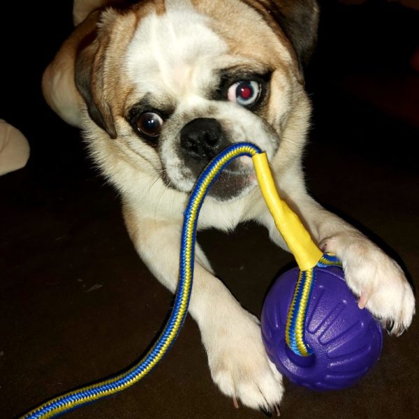 🐕 Hundeball mit Schnur - Durchmesser 7 cm - Farbe Lila - extra leicht -zahnfreundlich - schwimmfähig - Schaumstoff - Bissfest - Robust 🐾 – Bild 12