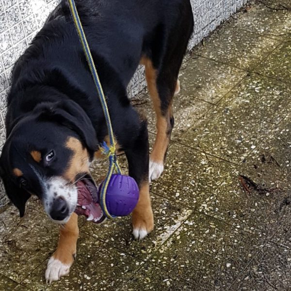 🐕 Hundeball mit Schnur - Durchmesser 7 cm - Farbe Lila - extra leicht -zahnfreundlich - schwimmfähig - Schaumstoff - Bissfest - Robust 🐾 – Bild 13
