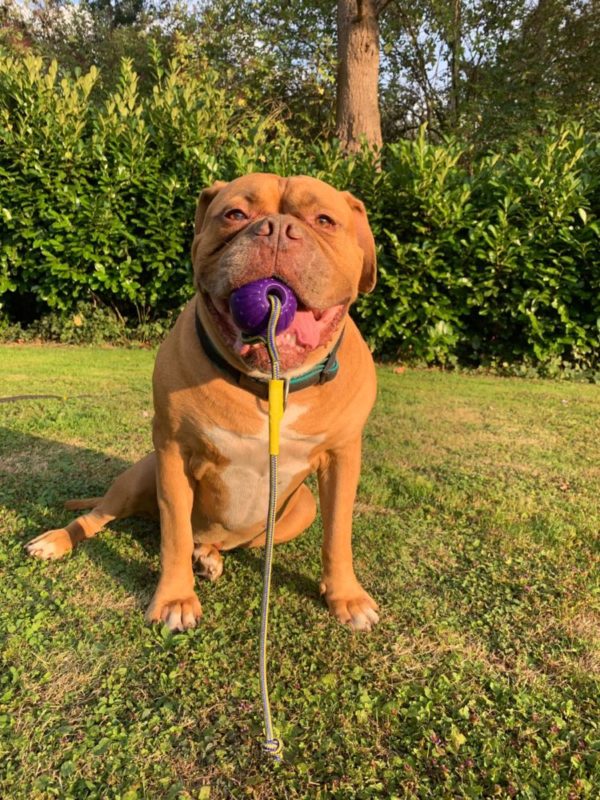 🐕 Hundeball mit Schnur - Durchmesser 7 cm - Farbe Lila - extra leicht -zahnfreundlich - schwimmfähig - Schaumstoff - Bissfest - Robust 🐾 – Bild 11