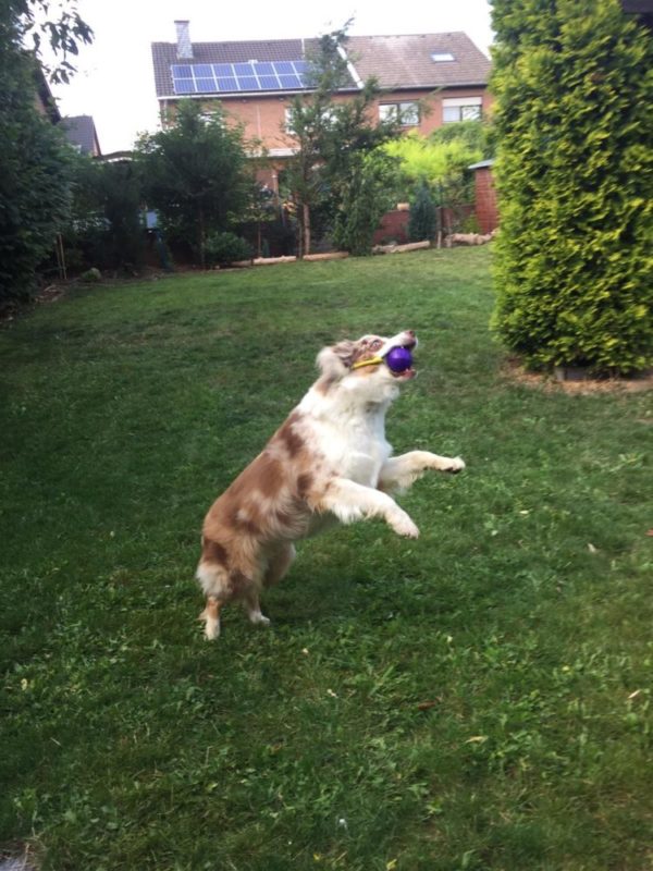 🐕 Hundeball mit Schnur - Durchmesser 7 cm - Farbe Lila - extra leicht -zahnfreundlich - schwimmfähig - Schaumstoff - Bissfest - Robust 🐾 – Bild 9