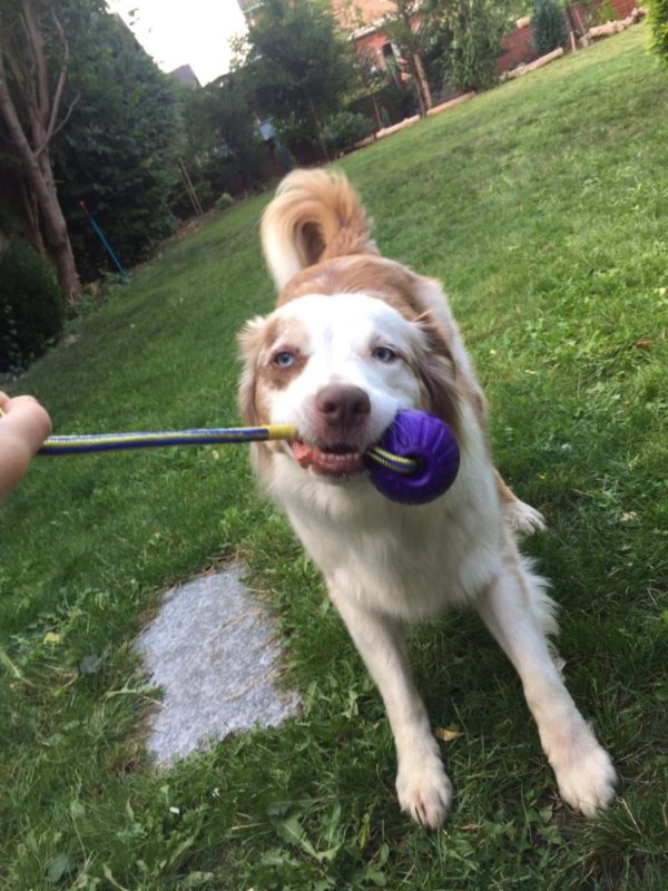 🐕 Hundeball mit Schnur - Durchmesser 7 cm - Farbe Lila - extra leicht -zahnfreundlich - schwimmfähig - Schaumstoff - Bissfest - Robust 🐾 – Bild 10