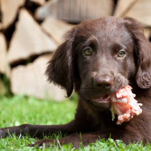 🐕 Barf-Ratgeber für Hundehalter 💜