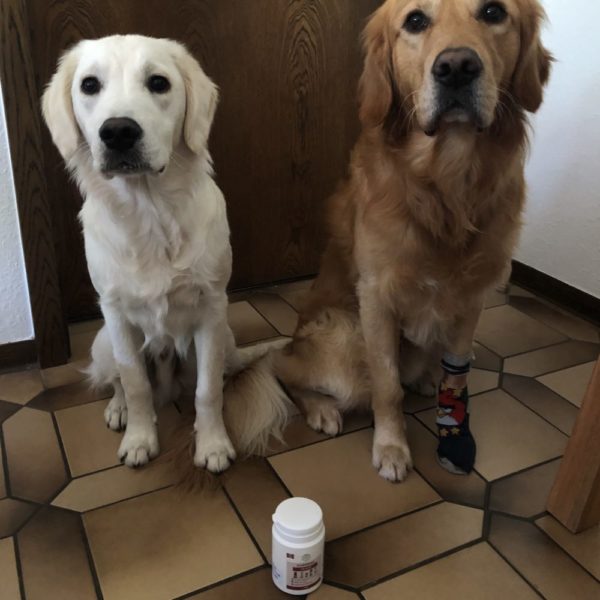 Ulmenrinde für Hunde – Bild 10