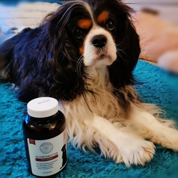 Gelenktabletten für Hunde – Bild 10