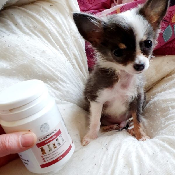 Ulmenrinde für Hunde – Bild 9