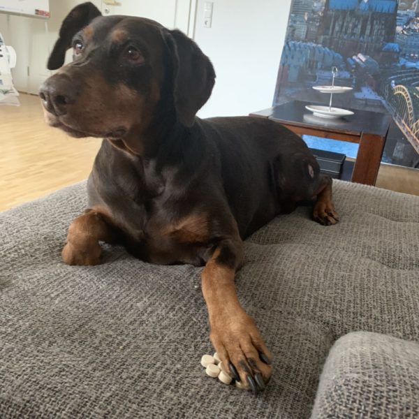Gelenktabletten für Hunde – Bild 7